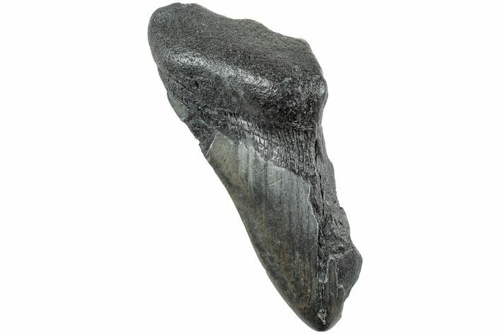 Partial, Fossil Megalodon Tooth - South Carolina #235933